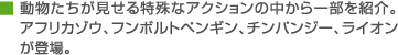 動物たちが見せる特殊なアクションの中から一部を紹介。アフリカゾウ、フンボルトペンギン、チンパンジー、ライオンが登場。