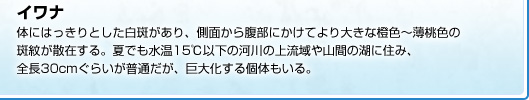 体にはっきりとした白斑があり、側面から腹部にかけてより大きな橙色〜薄桃色の 斑紋が散在する。夏でも水温15℃以下の河川の上流域や山間の湖に住み、 全長30cmぐらいが普通だが、巨大化する個体もいる。