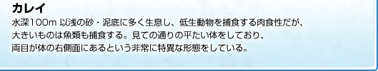 水深100m 以浅の砂・泥底に多く生息し、低生動物を捕食する肉食性だが、大きいものは魚類も捕食する。見ての通りの平たい体をしており、両目が体の右側面にあるという非常に特異な形態をしている。